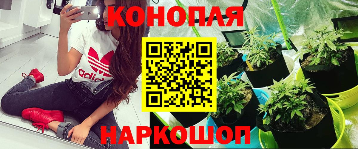 Конопля SATIVA & INDICA  Шишки марихуана сатива  Знаменск  Канабис сатива  Конопля семена 